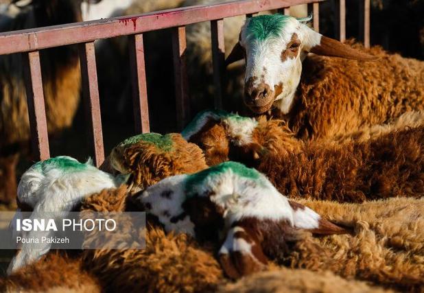 مدیرکل دامپزشکی استان: دامداران البرزی از جابجایی غیرمجاز دام خودداری کنند