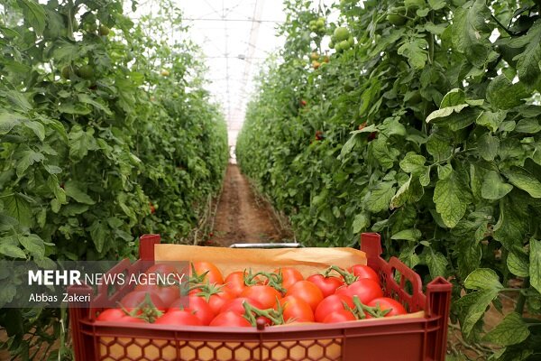 برداشت محصول گوجه فرنگی از مزارع کشاورزی شهرستان پارسیان آغاز شد