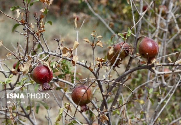 مرگ تدریجی یک برند ملی/ این محصول را به ونتیلاتور وصل کنید