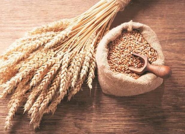 اختصاص ۸ هکتار از اراضی تحقیقاتی اراک به تولید بذر پرورشی گندم و جو