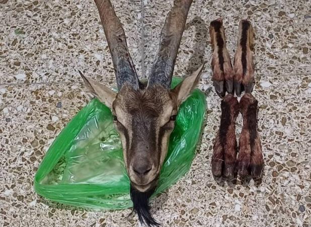 تعقیب شکارچیان متخلف در دهگلان به کشف لاشه کل وحشی انجامید