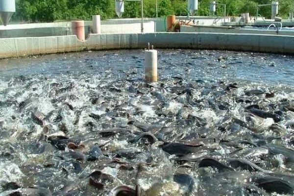 آذربایجان غربی قطب شیلات و آبزیان کشور؛۲۱ هزارتن آبزی تولید می شود