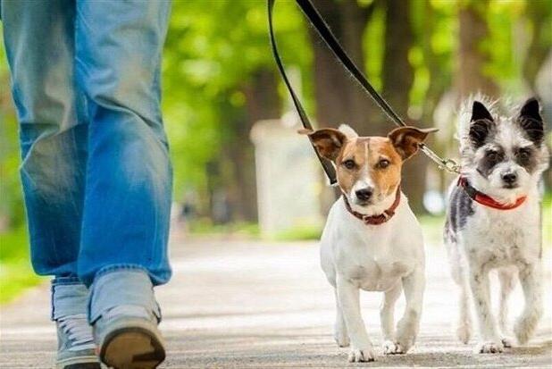برخورد با سگ‌گردانی در معابر عمومی گلستان