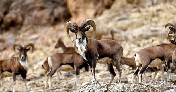 اجرای تمهیدات ویژه برای حفاظت از حیات‌وحش کهگیلویه و بویراحمد در شرایط زمستانی