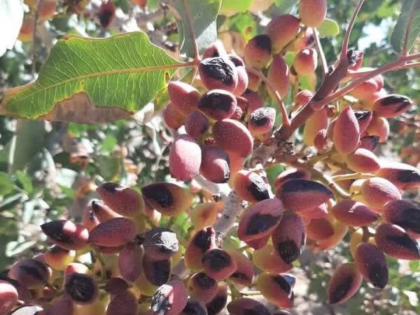 آفتاب سوختگی باعث افزایش پوکی محصول پسته امسال شده است