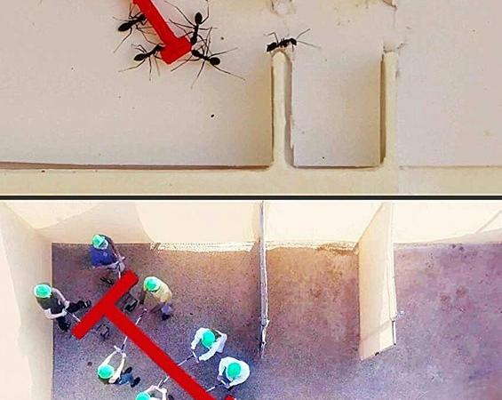 معمایی که «مورچه‌ها» بهتر از انسان‌ها آن را حل کردند