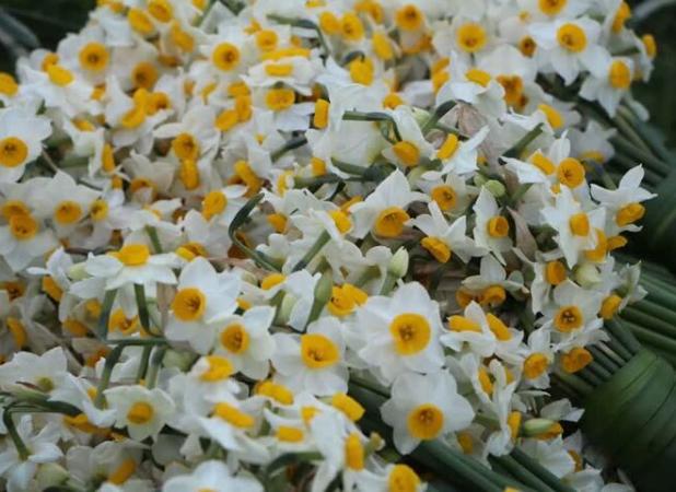 هشتمین جشنواره ملی گل نرگس در جویبار برپا شد