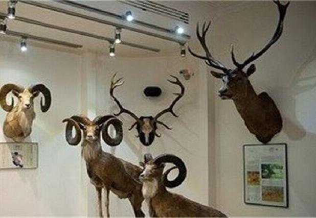 خواب دوباره موزه حیات وحش طبیعی خراسان شمالی بعد از ۱۲ سال