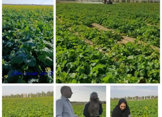 پایش مستمر برای مدیریت انگل «گل جالیز» کلزا در دهلران