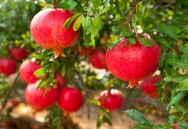 انار؛ میوه خون و خورشید/ روایت زندگی، ایمان و هنر ایرانی