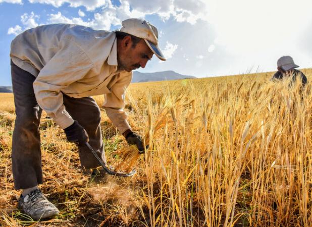 ۹۷۱ میلیارد تومان از مطالبات گندم کاران ایلام پرداخت شد
