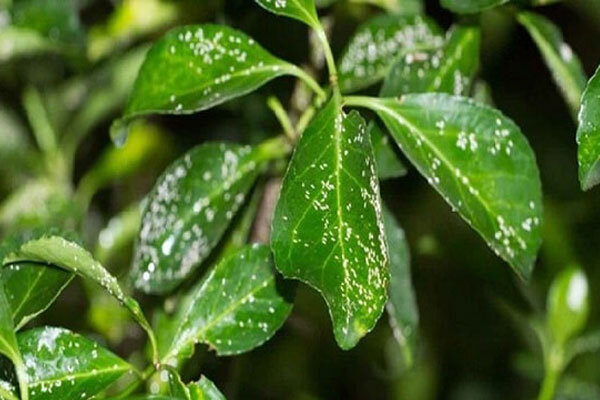 ارتقای سلامت محصولات و توسعه کنترل بیولوژیک آفات