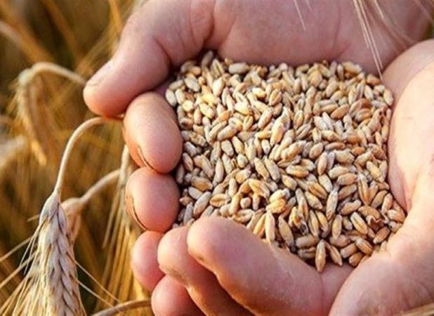 این هفته مطالبات گندم کاران پرداخت می‌شود