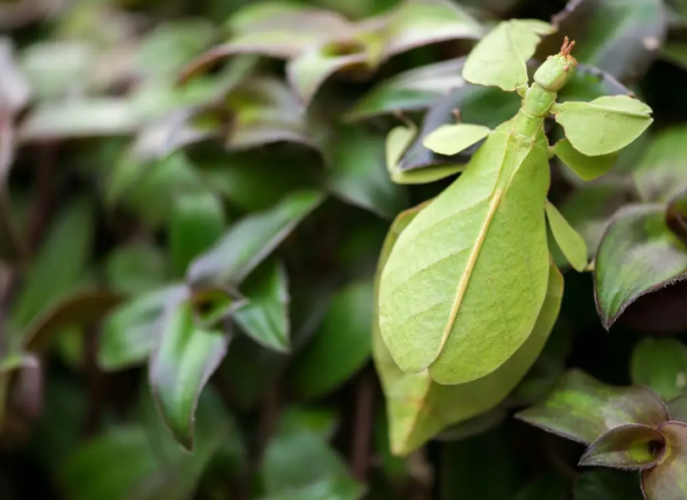 حشراتی که به شکل باورنکردنی شبیه گیاهان هستند