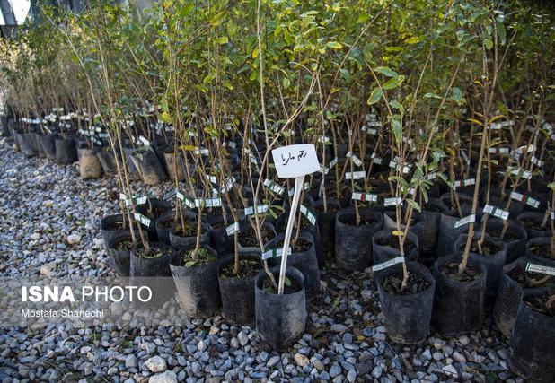 رئیس اداره آموزش منابع طبیعی زنجان: مدارس بهترین بستر برای نهادینه‌سازی فرهنگ حفاظت از منابع طبیعی هستند