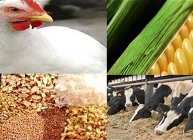 نهاده‌های دامی با ارز 80 هزار تومانی به دست تولیدکننده می رسد