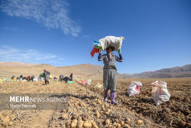 برداشت بیش از ۱۵ هزار تن سیب‌زمینی از مزارع استان قزوین