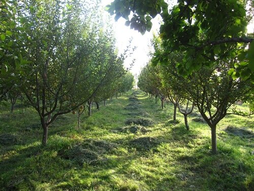 مدیر باغبانی استان: توسعه ۵۰۰ هکتاری باغات دیم کرمانشاه را هدفگذاری کرده‌ایم