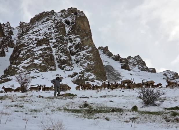 نذر سپید در دل برف