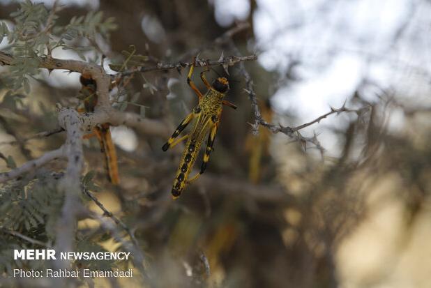آمادگی دائمی برای مقابله با ملخ صحرایی ضروری است
