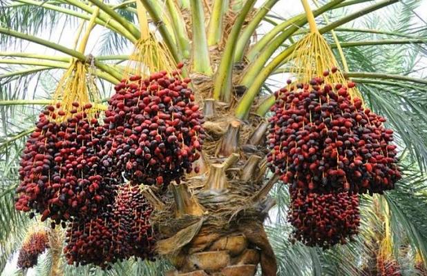 رتبه اول سیستان و بلوچستان در کشت نخیلات کشور