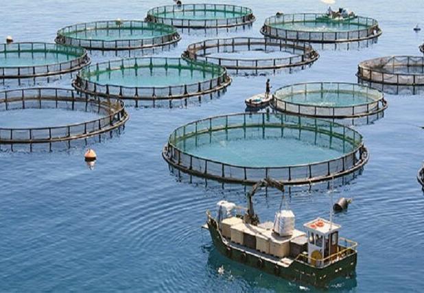 هدف‌گذاری تولید ۵ هزار تن ماهی دریایی در قفس در خوزستان