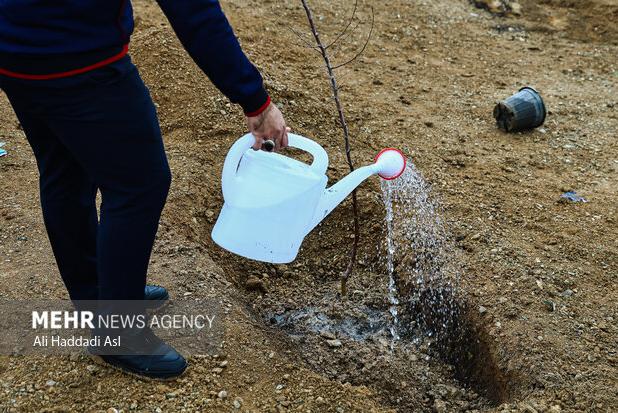 پویش «نهضت درختکاری در سایه مادر» در کردستان برگزار شد