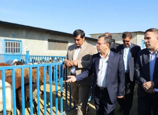 مشکل تأمین نهاده‌های دامی در لرستان به‌زودی حل می‌شود