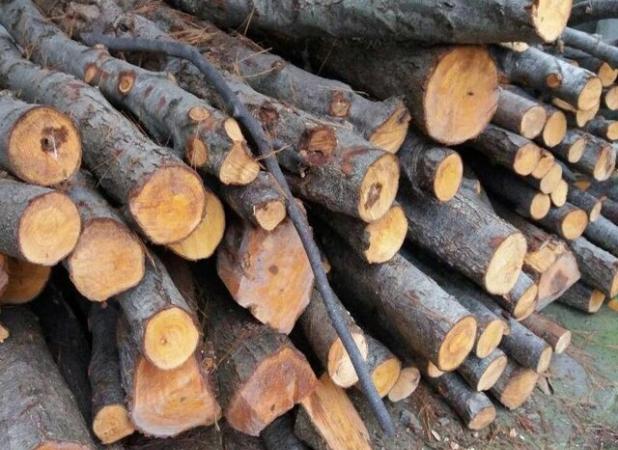 کشف ۲۰ تن چوب جنگلی قاچاق در شهرستان آستارا