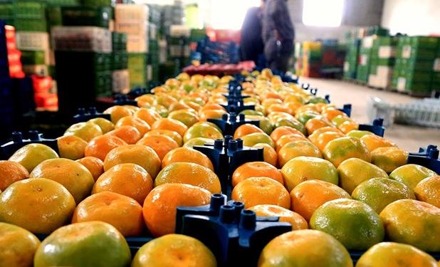 صادرات ۹۰ هزار تن طلای نارنجی از مازندران