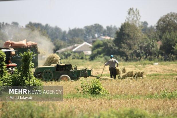 ۶۰ درصد اشتغال بابل در حوزه کشاورزی است