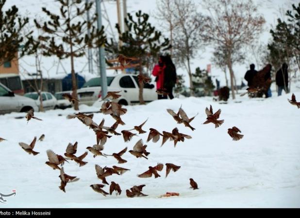 هواشناسی ایران۱۴۰۳/۹/۶؛فعالیت سامانه بارشی در ۲۳ استان