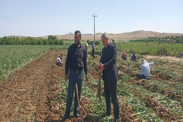 آغاز برداشت بیش از ۸۱۰۰ تن سیر خشک از مزارع شاهین دژ