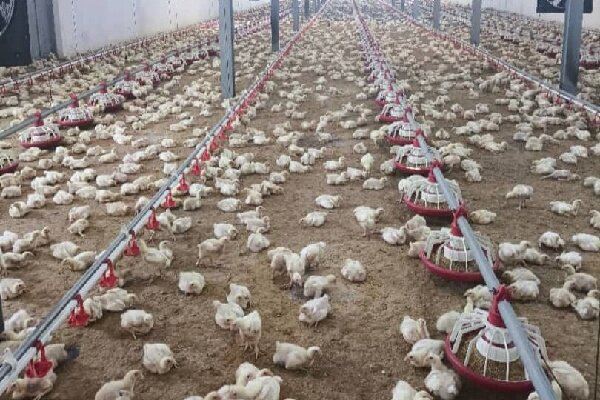 محمدی: جوجه‌ ریزی در واحدهای نیمچه گوشتی گیلان ۱۷ درصد رشد داشته است