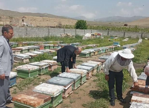 برخورد با عاملان تلفات زنبورها بر اثر سموم غیر مجاز در آذربایجان غربی