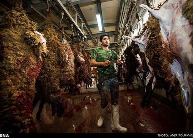 وقتی سنت عقب نمی‌نشیند؛ جدال گوشت، سلامت و مدرنیته در بوشهر