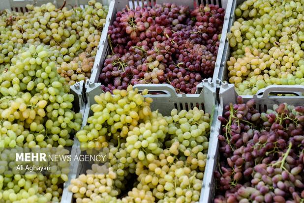 برداشت ۱۰۰ هزار تن انگور از تاکستان‌های خراسان شمالی