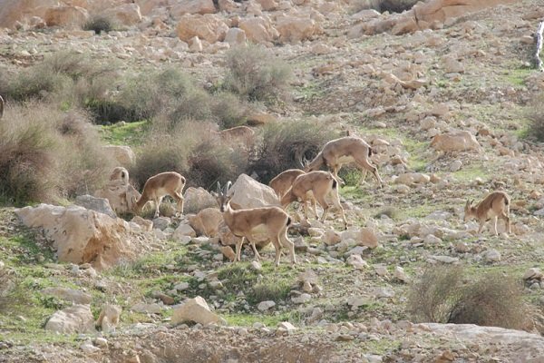 سرشماری تابستانه حیات‌وحش در آرادان انجام شد