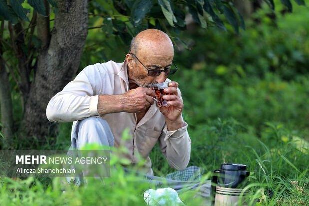 فراخوان جشنواره ملی رسانه‌ای «چای» منتشر شد