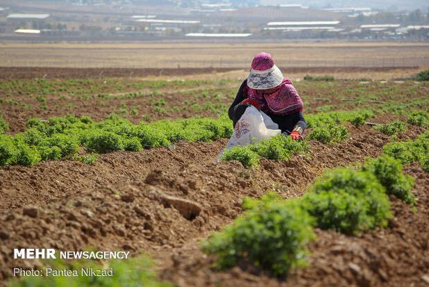 کشت گیاه «لوفا» برای اولین بار در شهرستان دره‌شهر