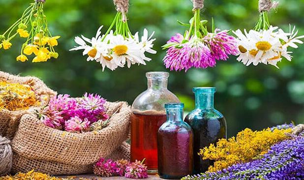 هدفگذاری کشت ۱۱ هزار و ۵۰۰ هکتار گیاهان دارویی در همدان