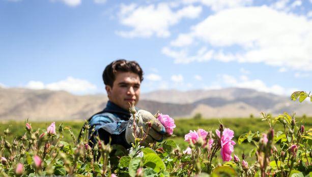 سهم ۷۱ درصدی تولید گل محمدی ایران در جهان 
