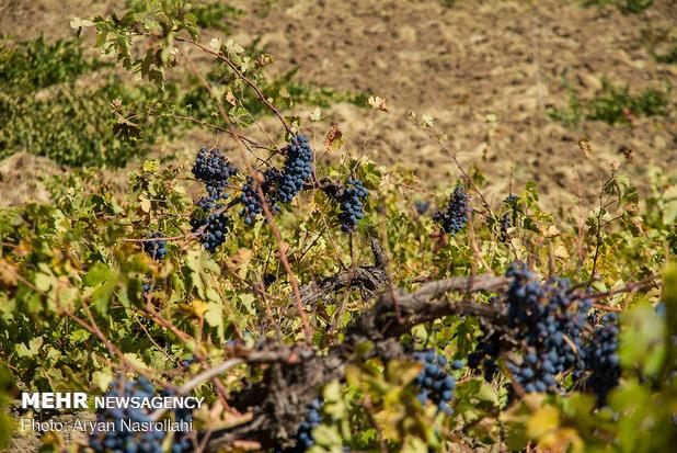 طرح توسعه باغات انگور ایوان در سطح ملی پیگیری می شود