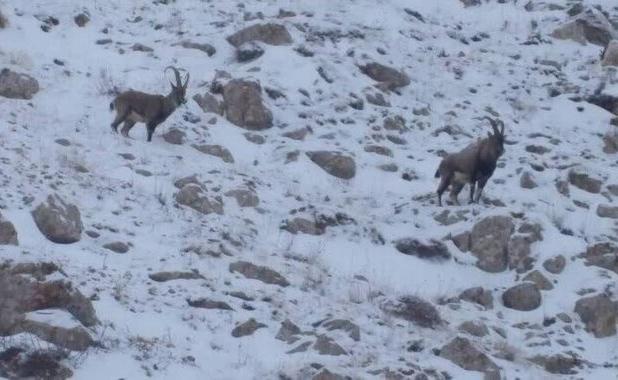 هشدار عمومی اداره کل حفاظت محیط زیست اردبیل در پی برودت هوا