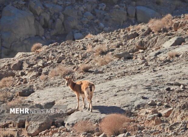 اصفهان سرشماری حیات وحش را با پهپاد در کلاه‌قاضی اجرا کرد