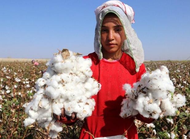 جلیلوند: برداشت ۲۰۰ تن وش پنبه از مزارع استان قزوین آغاز شد