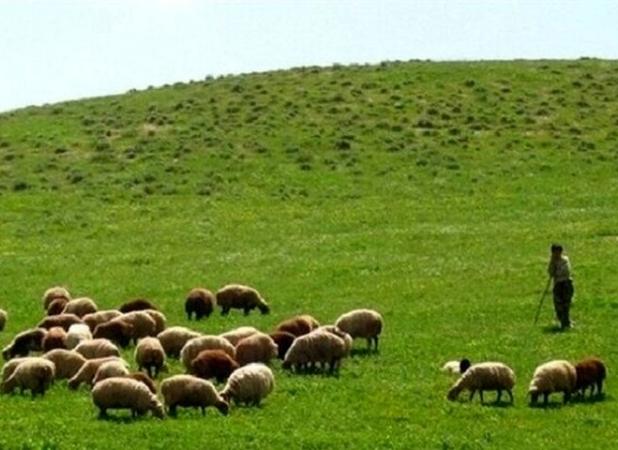کمبود نقدینگی بزرگترین چالش تعاونیهای منابع طبیعی 