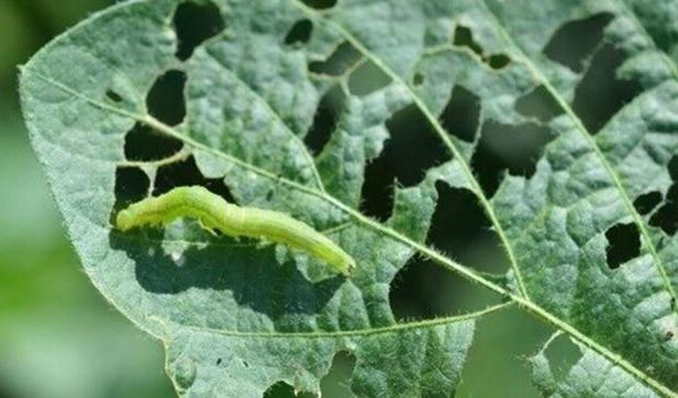 خطر نابودی مزارع توسط آفت برگ‌ خوار پاییزه/ ۱۶ استان درگیر آفت شدند