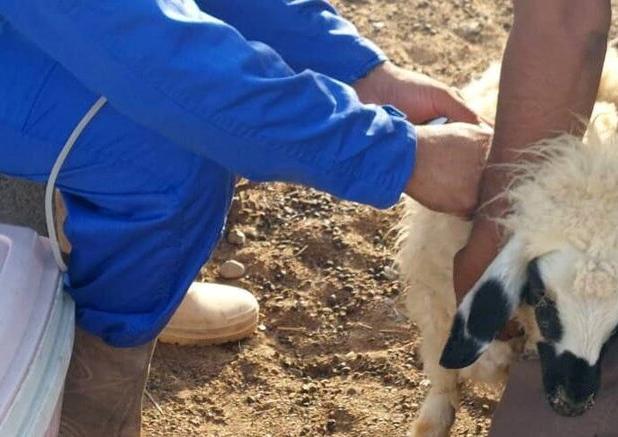 اجرای فاز اول واکسیناسیون دام‌ها علیه تب برفکی در رودان
