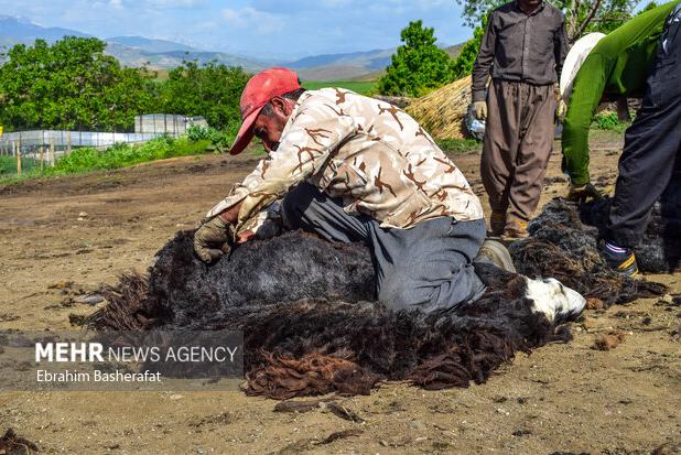 میرزاد: پروژه «پشم تا فرش» موجب شکوفایی اقتصاد عشایر ایلام شده است